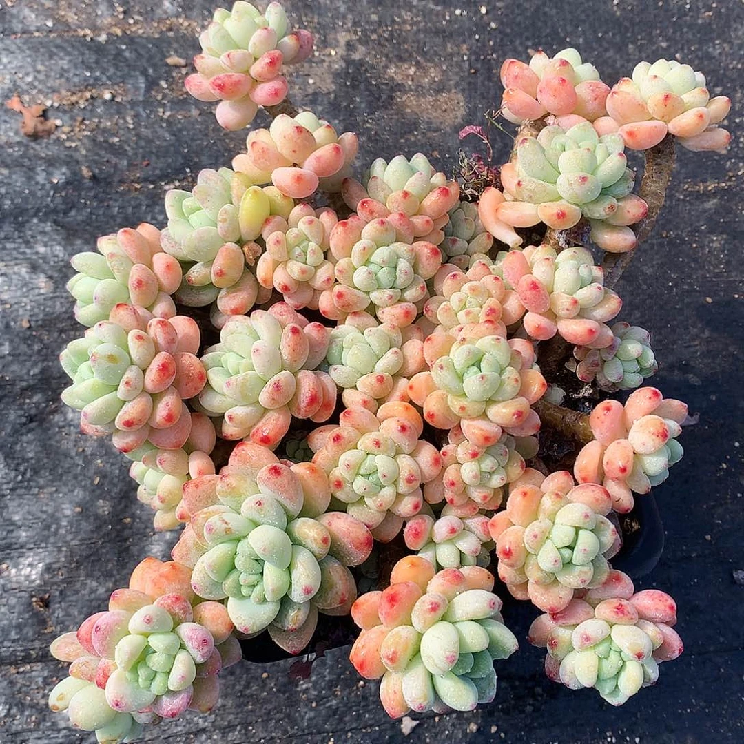 罗琦多肉一物一拍