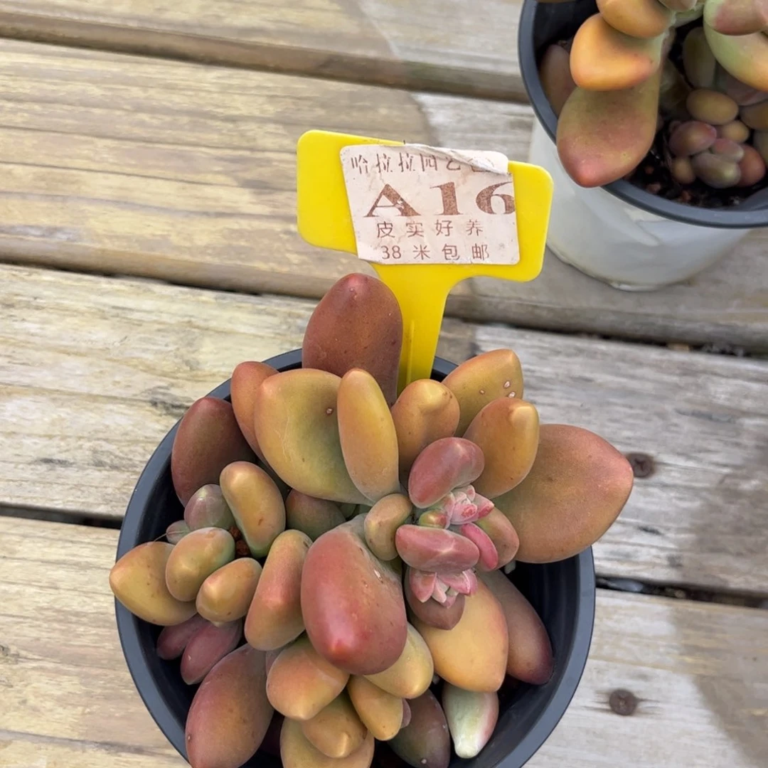 午**茶多肉植物保护研究所所长的