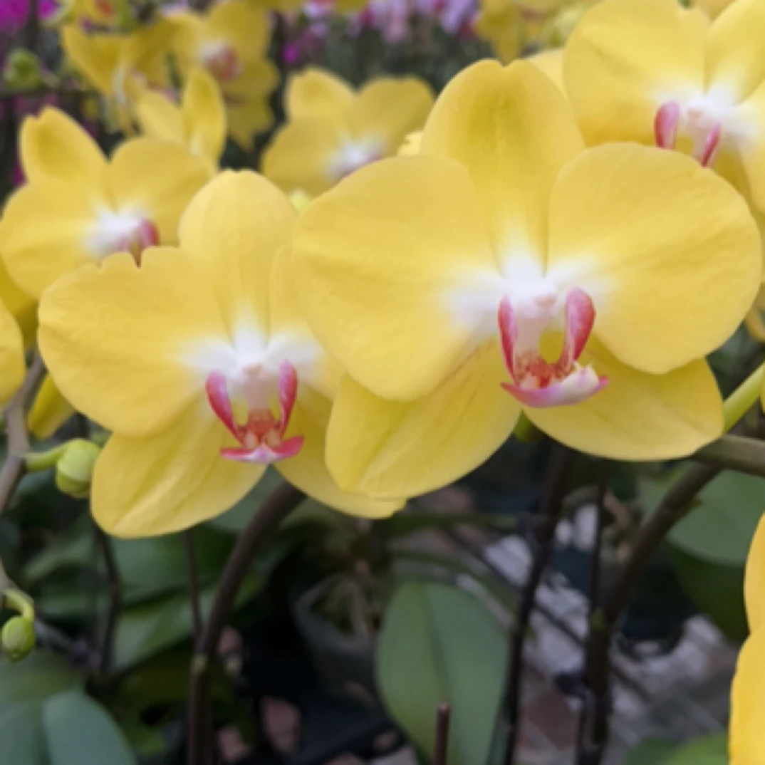 蝴蝶兰 大黄蜂 3.0寸带花带花苞