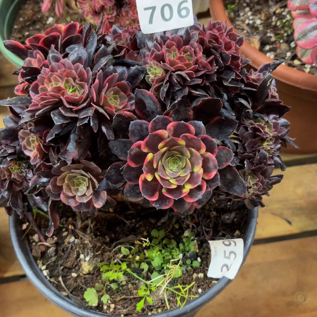 缘***记706多肉植物欧嘉莉缀