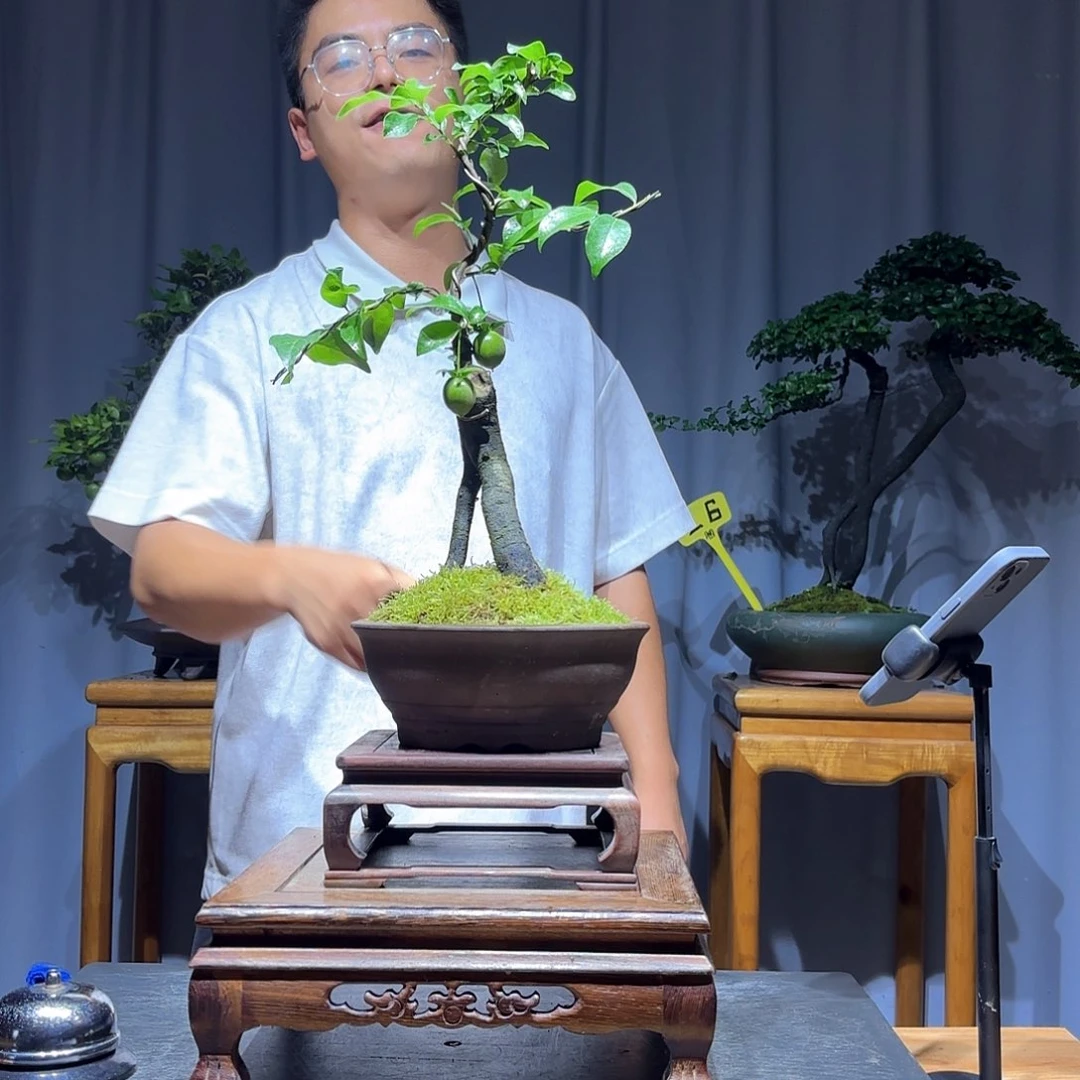 壹***无花朵金弹子是真的好看