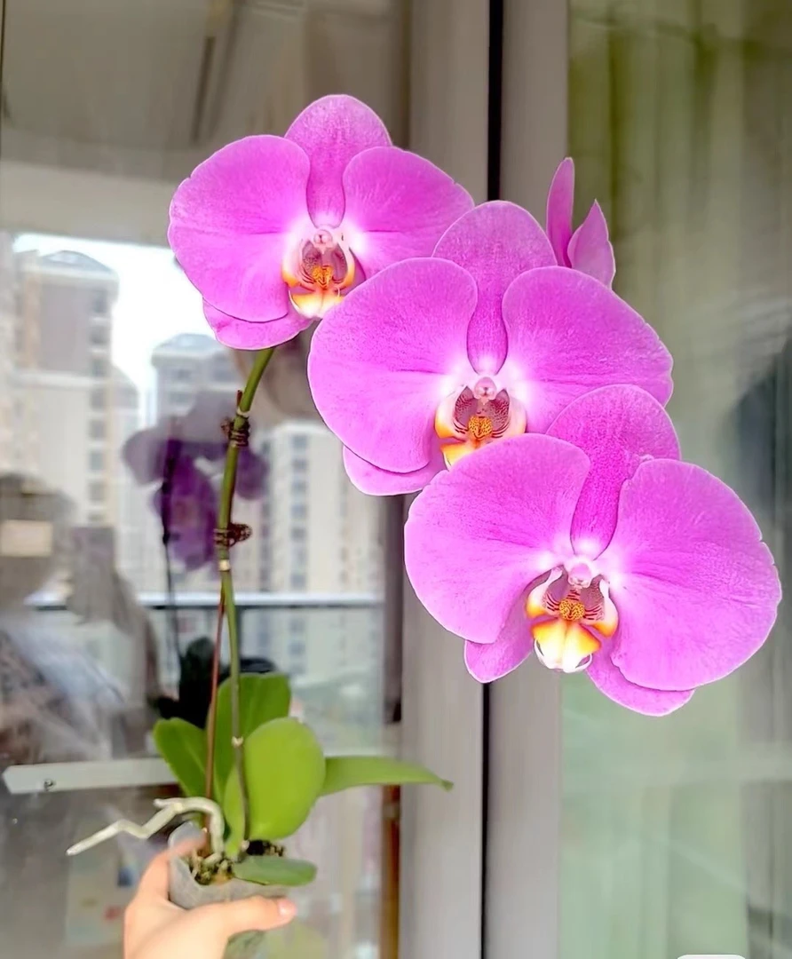 粉宝图——蝴蝶兰 开花发货 室内绿植