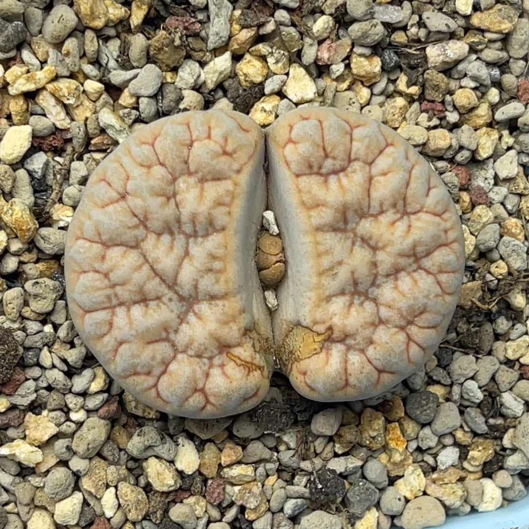 0971凹凸拿铁189一颗