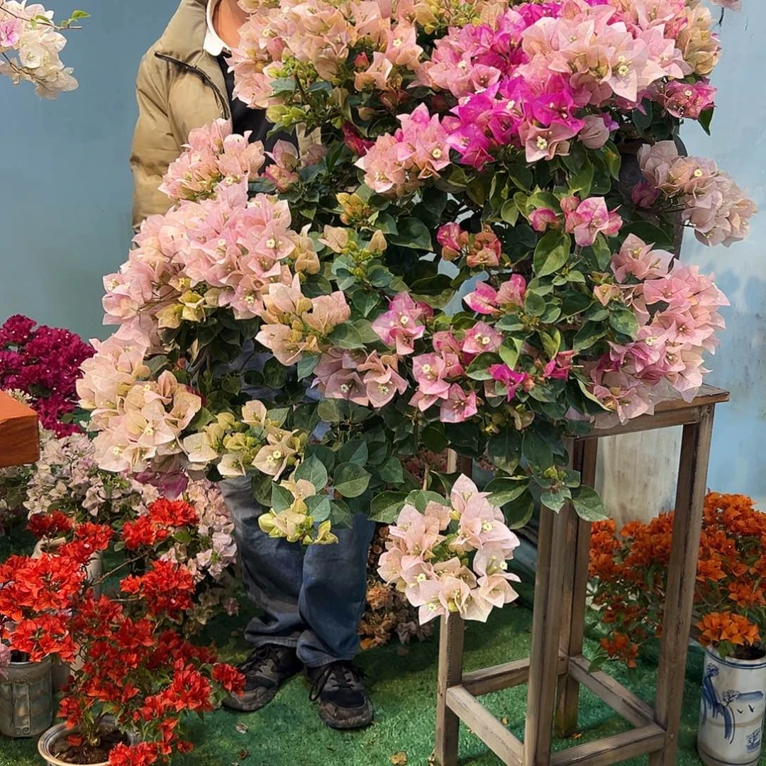 晨***曦完全开放三角梅一物一拍皇后