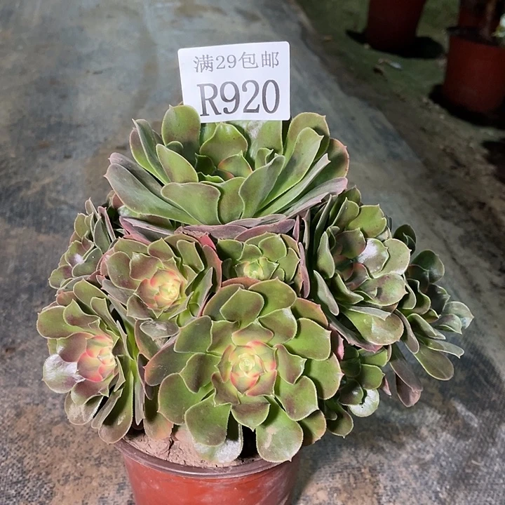 920香妃多肉植物