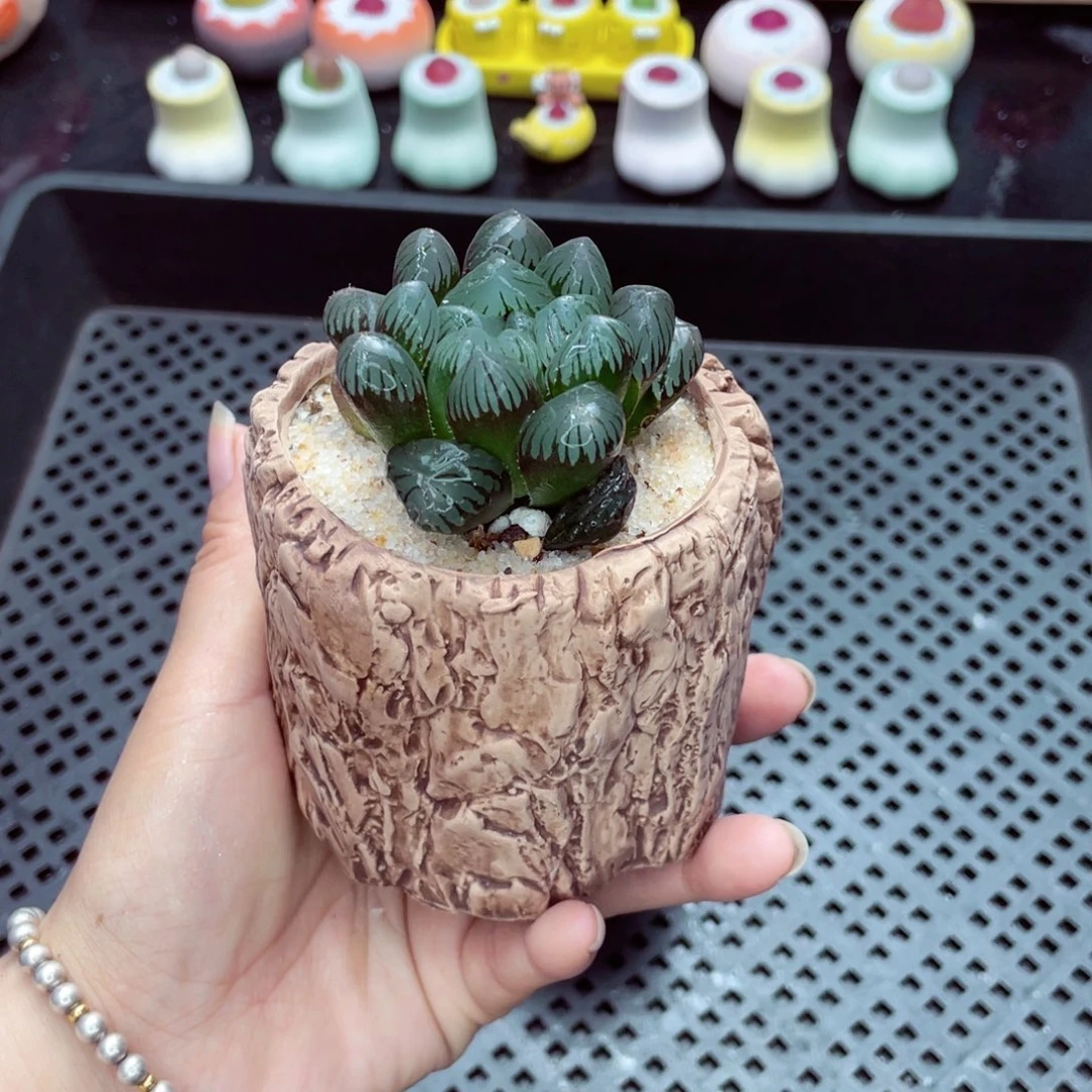 w2924 带盆土发货一物一拍