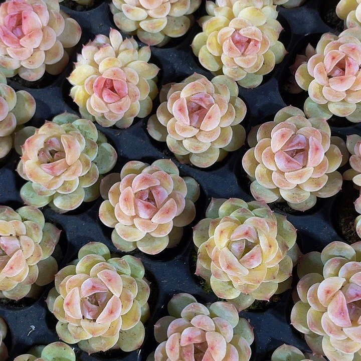 小冰葡萄1元带土发