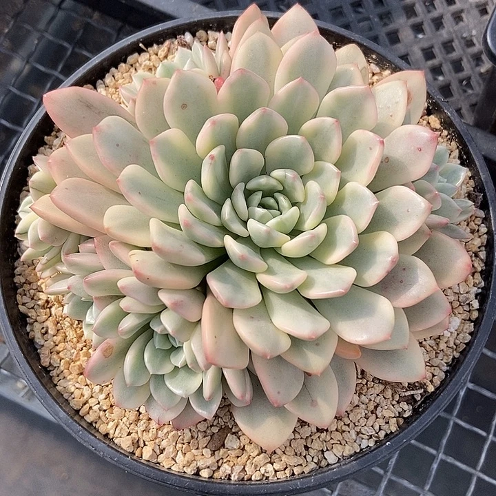 红宝石锦多肉植物