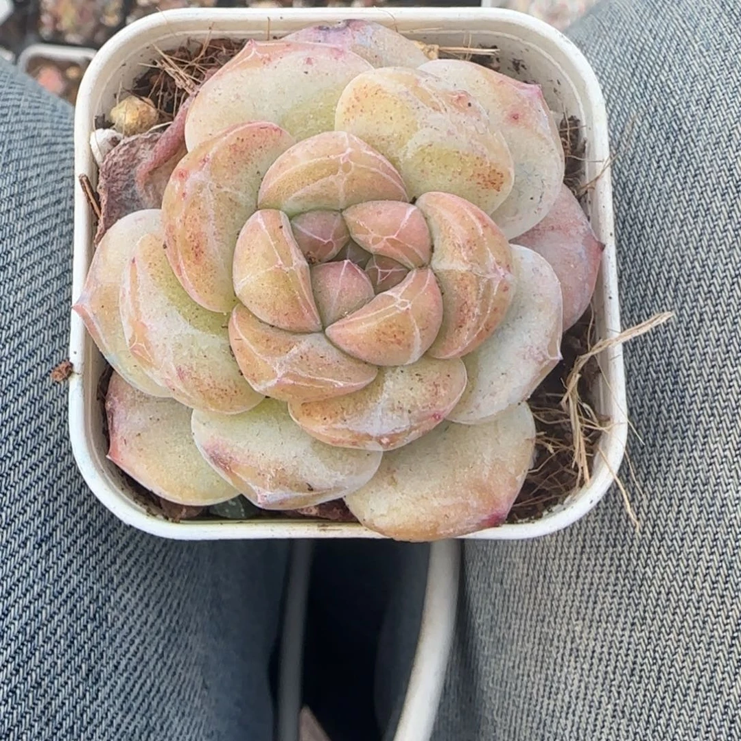 多肉小卡拉米糖心一物一拍