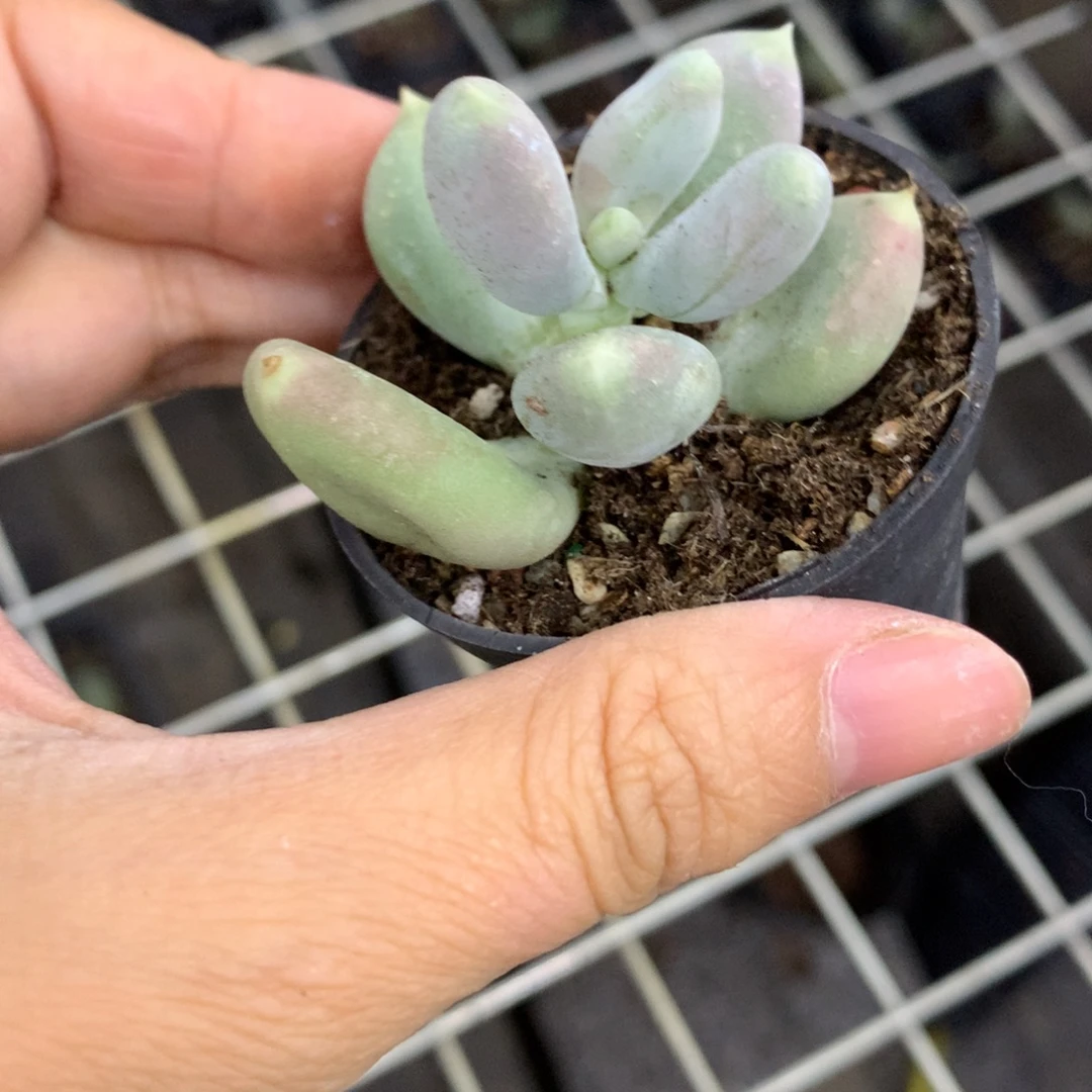加菲猫奶酪多肉加菲猫