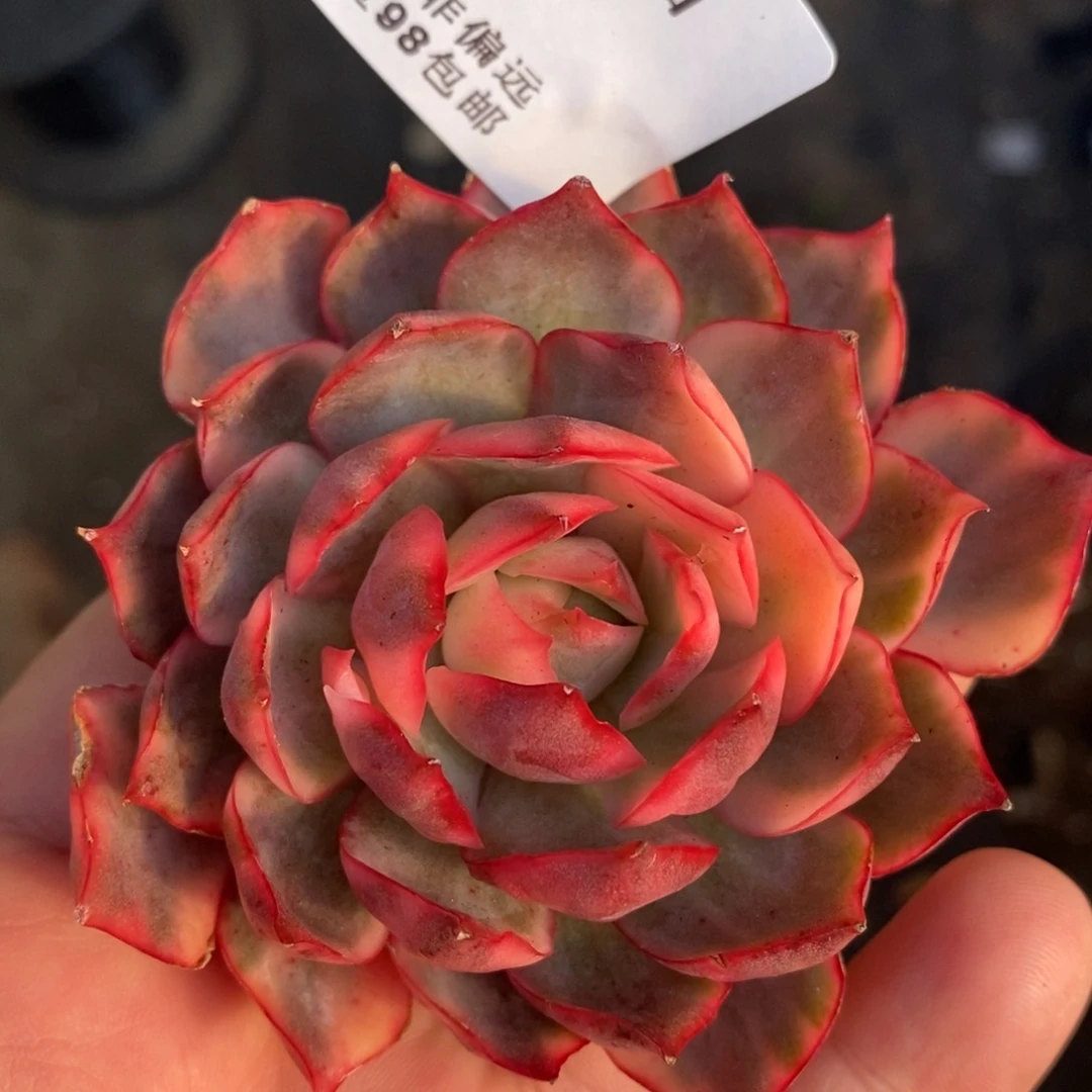 427宝莲灯锦大单头带根