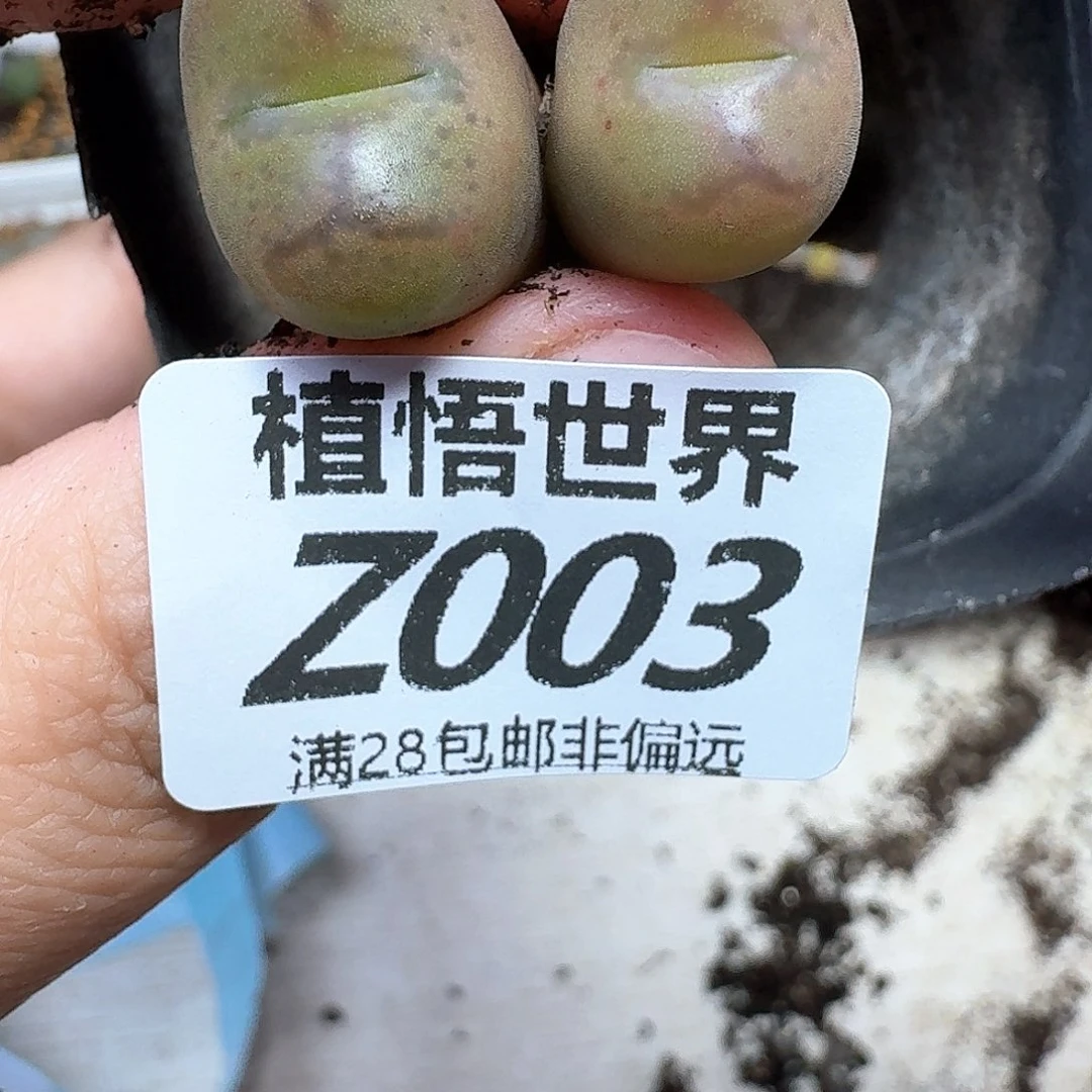 多肉植物的润泽fgb