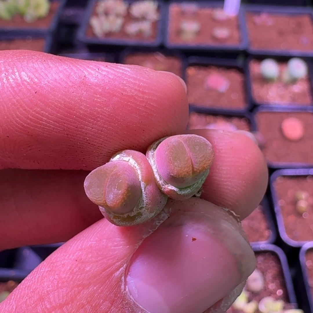 s*i云缦精品番杏10.58