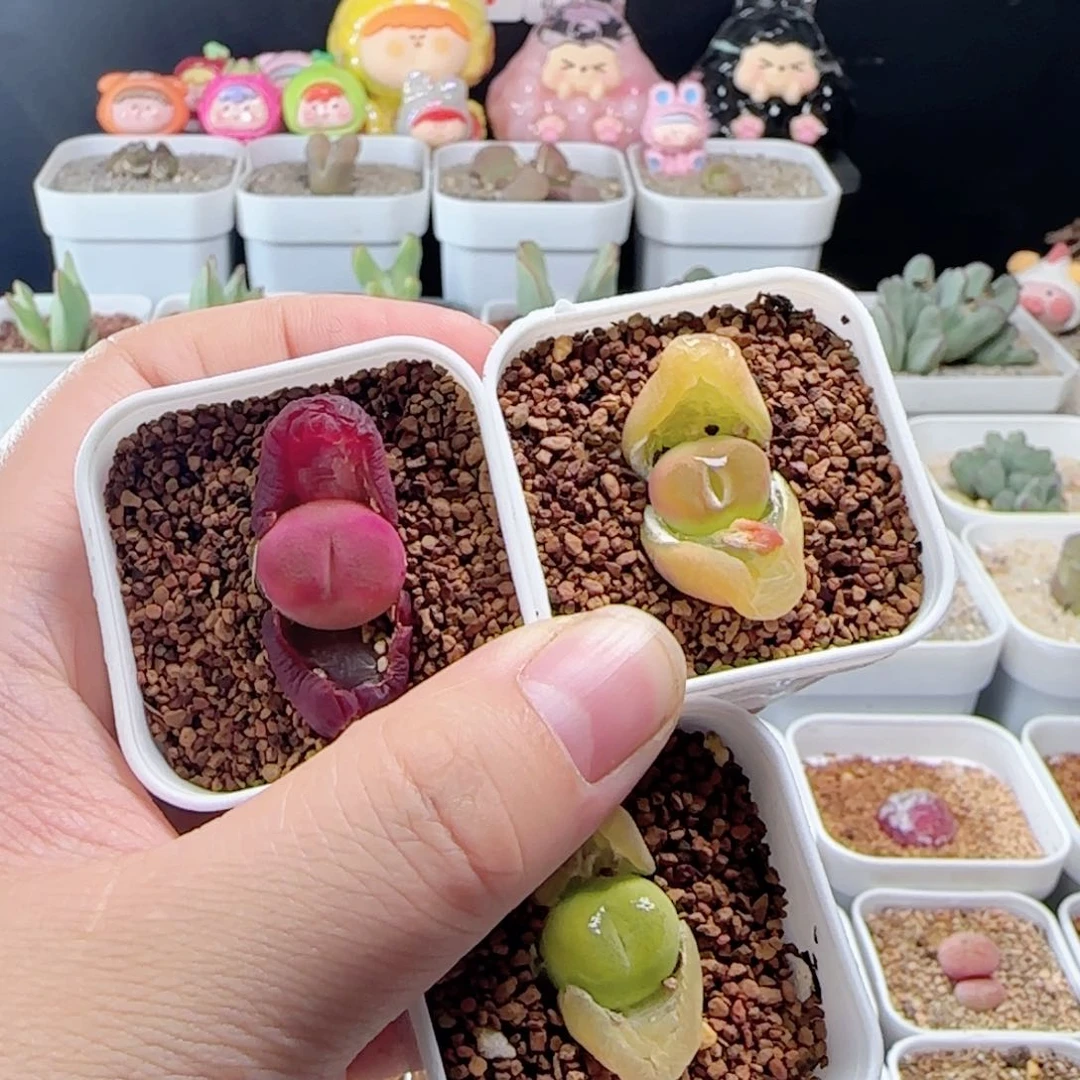 平**樂3.13.19/多肉植物