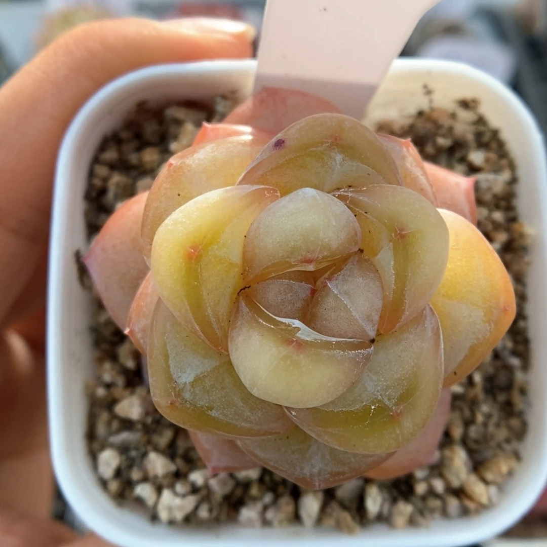 金雀可拍567号。