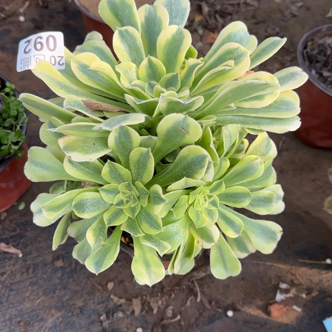 绿豆沙092满20包邮断枝不包