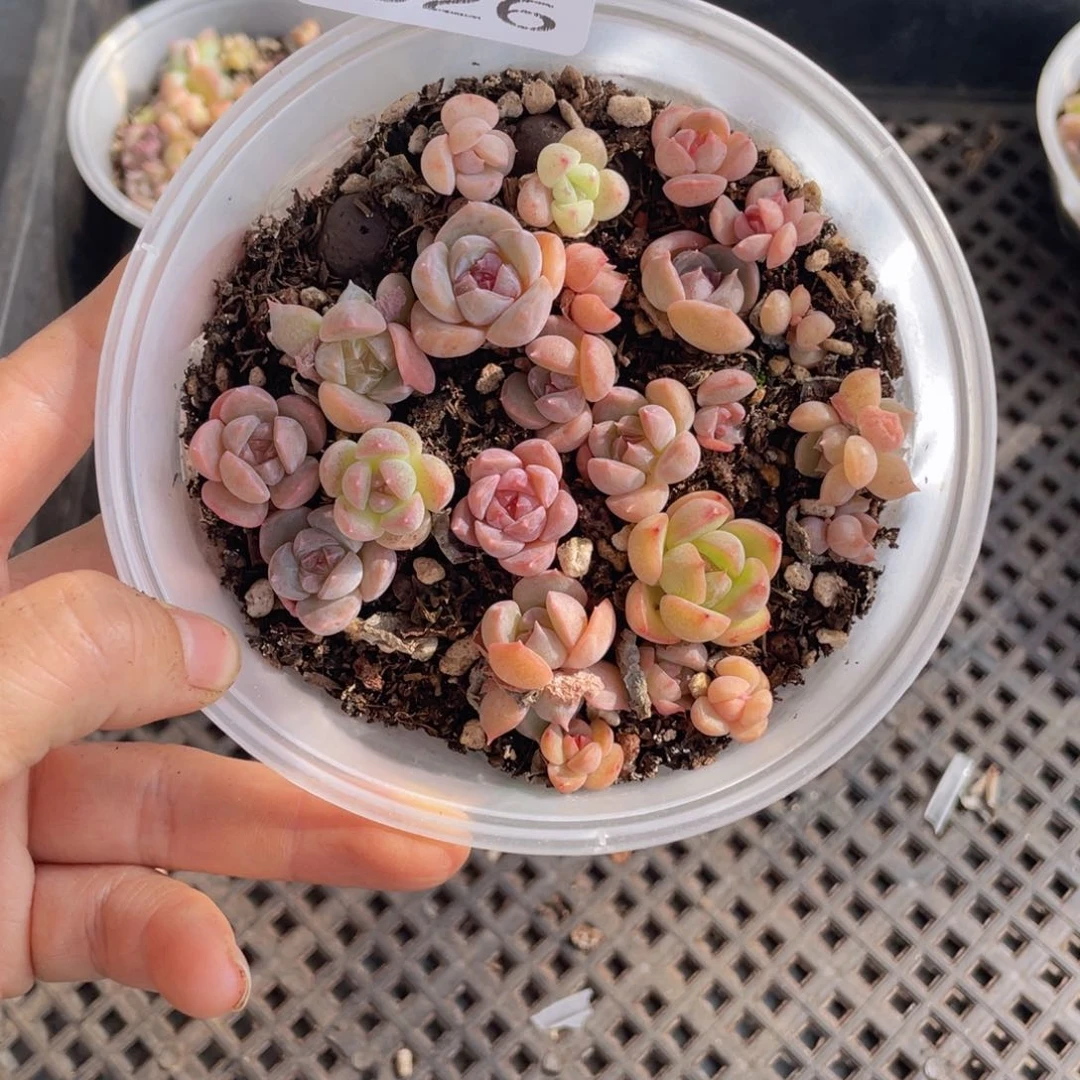 糕大上多肉植物626