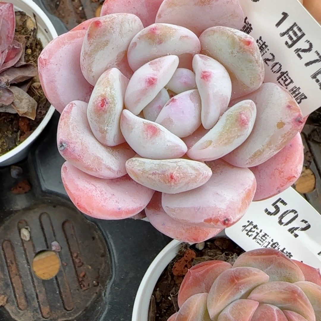 花语逸镜0127-505