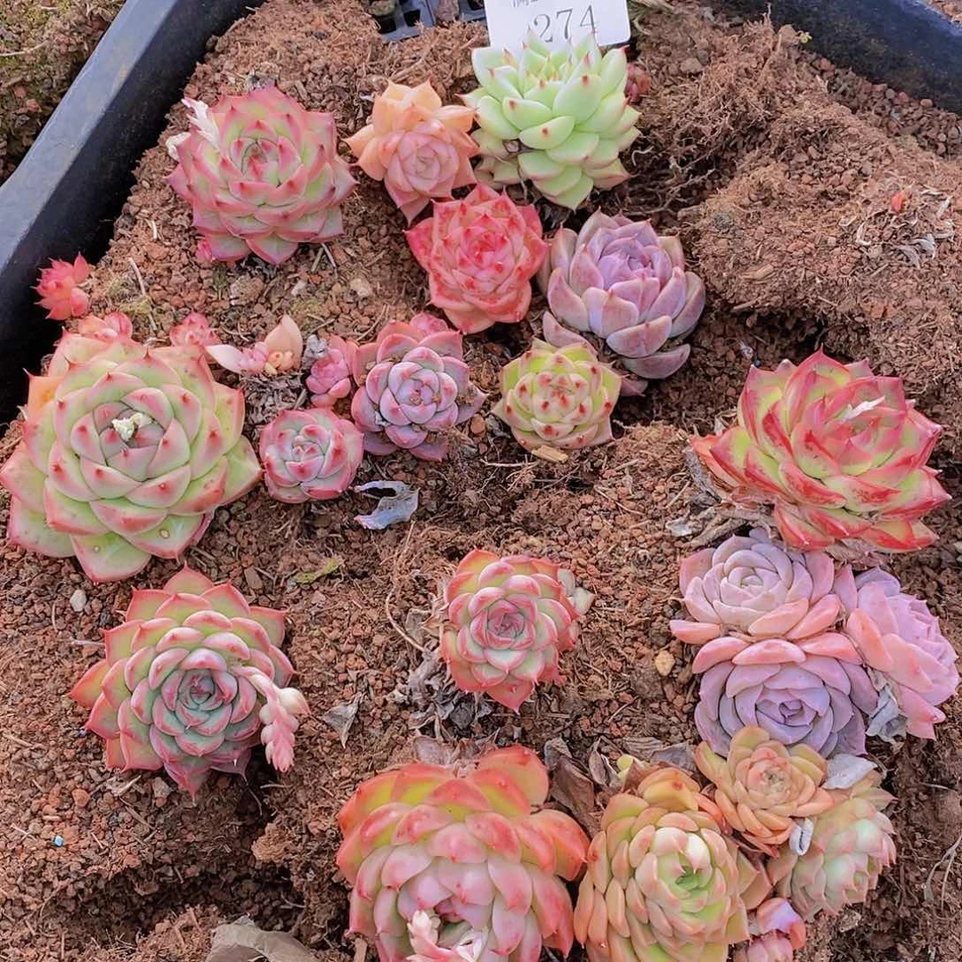 【闪购商品】云274