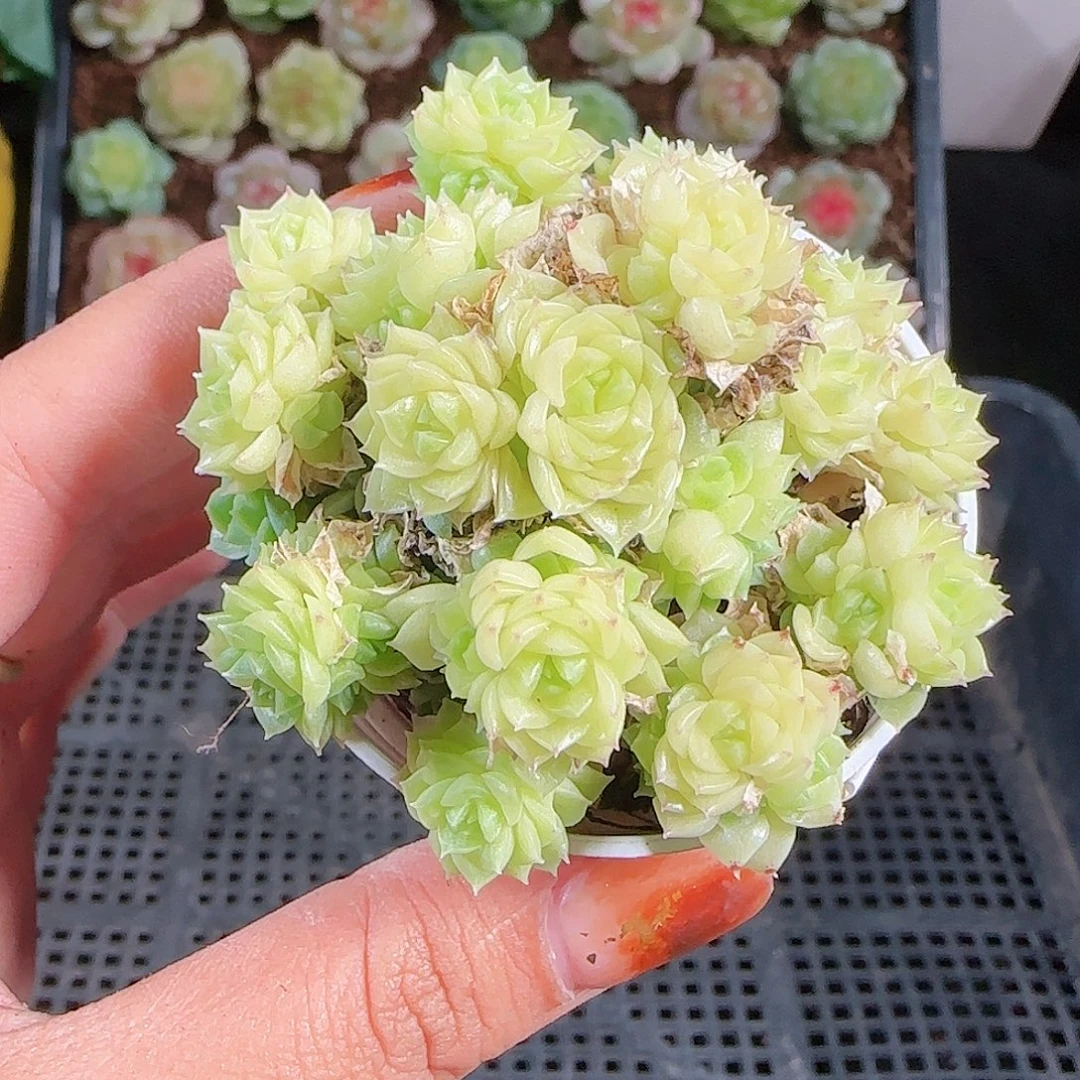 1012--165麦秆优选不包整