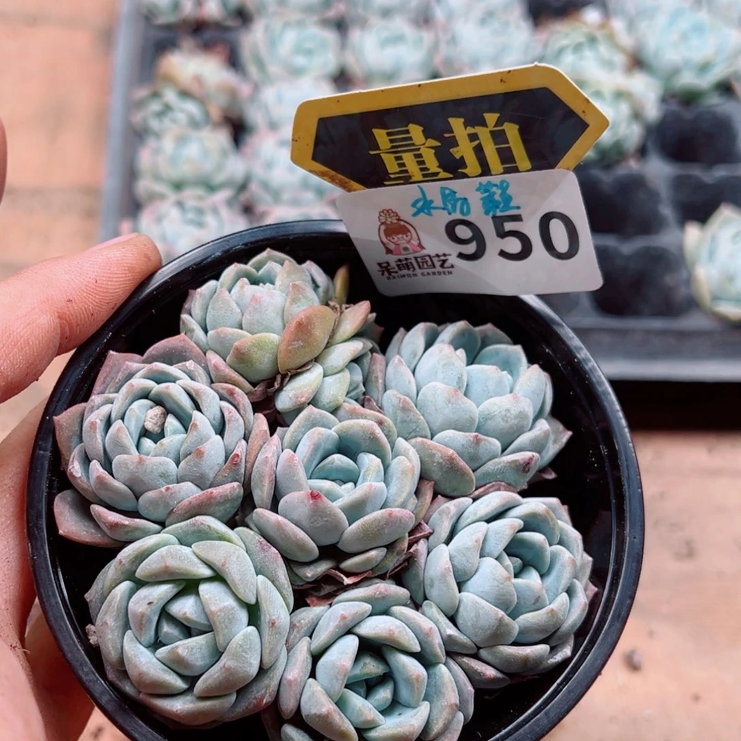 多肉植物多肉植物