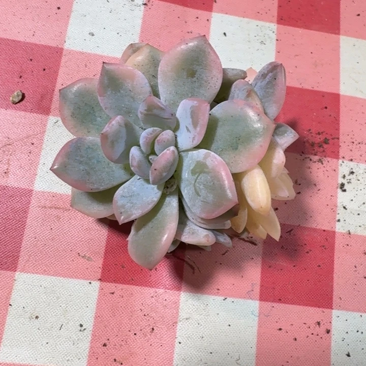橙梦露底座一物一拍