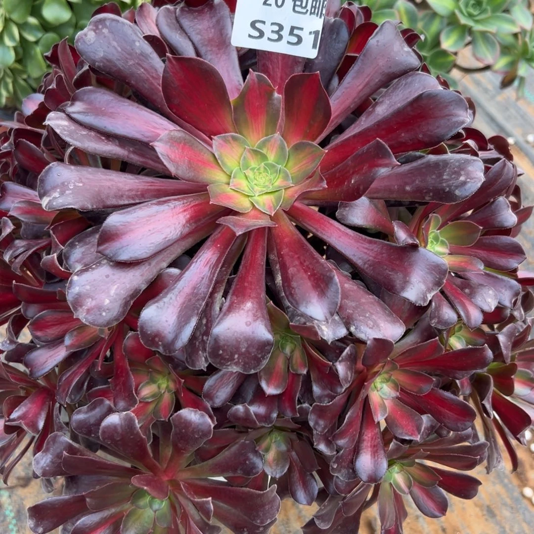 351夕阳，多肉法师