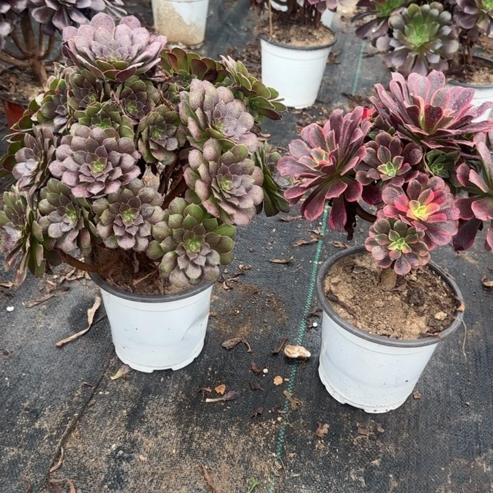 原叶玫瑰➕金丝雀包邮。