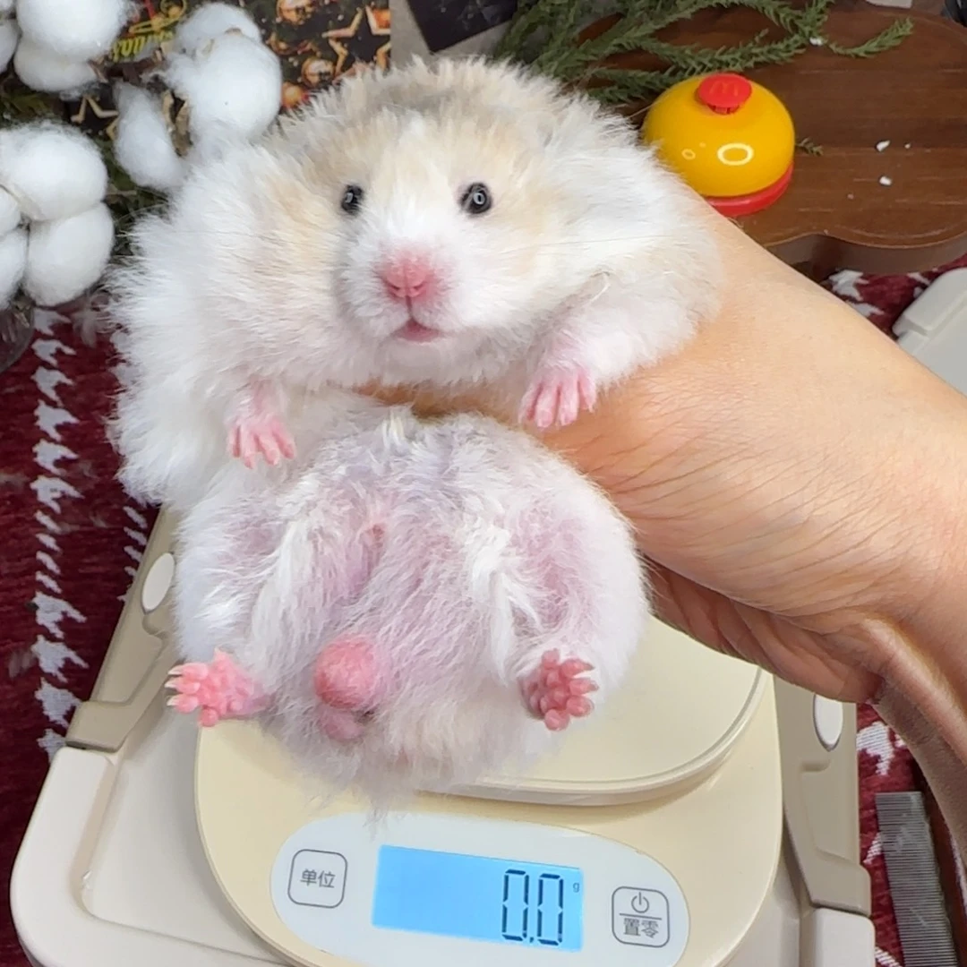 火波弟弟9.18生日