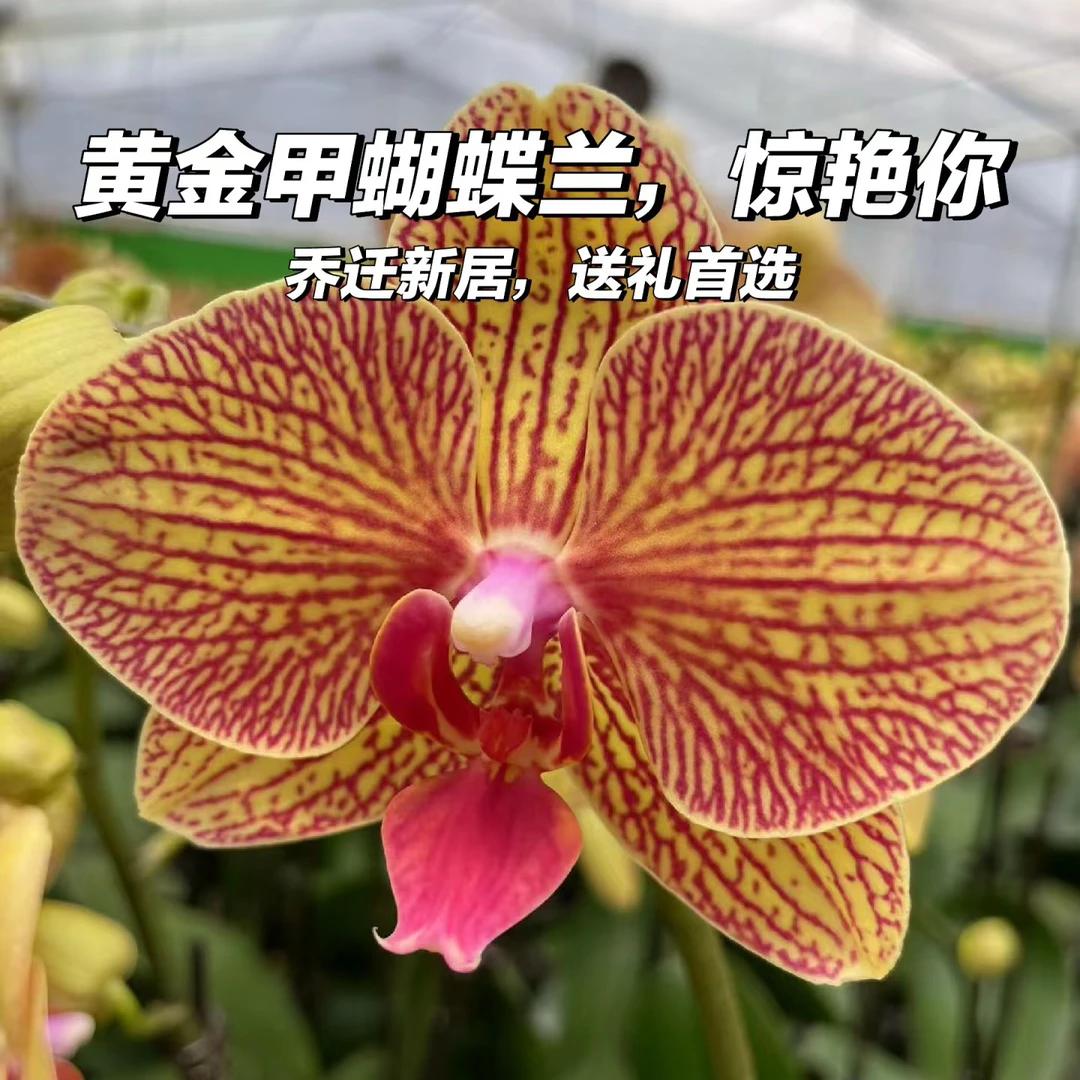 黄金甲蝴蝶兰带花苞直播间专属链接