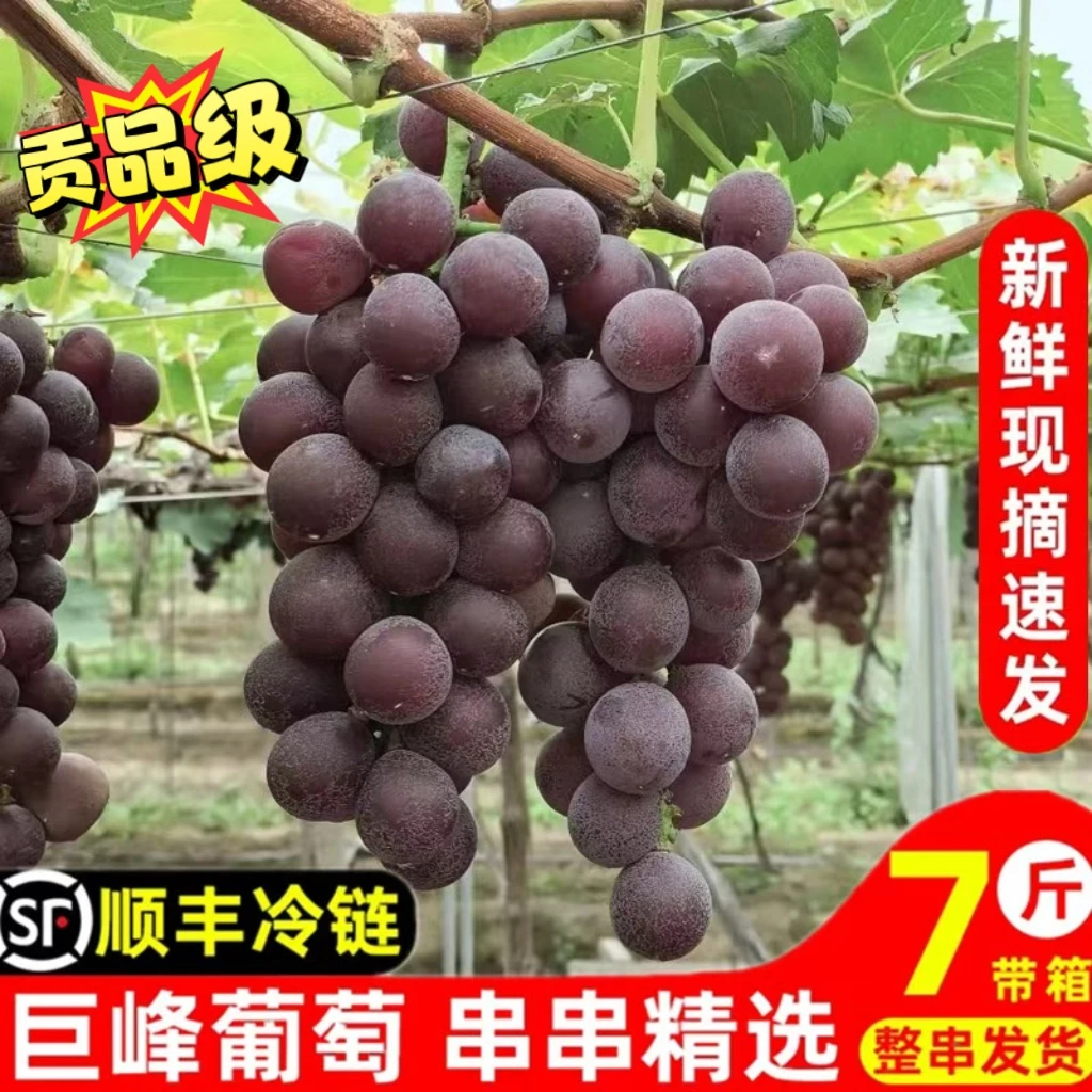 浦江巨峰葡萄新鲜5斤送礼水果整箱大串当应季有籽鲜甜多汁夏季