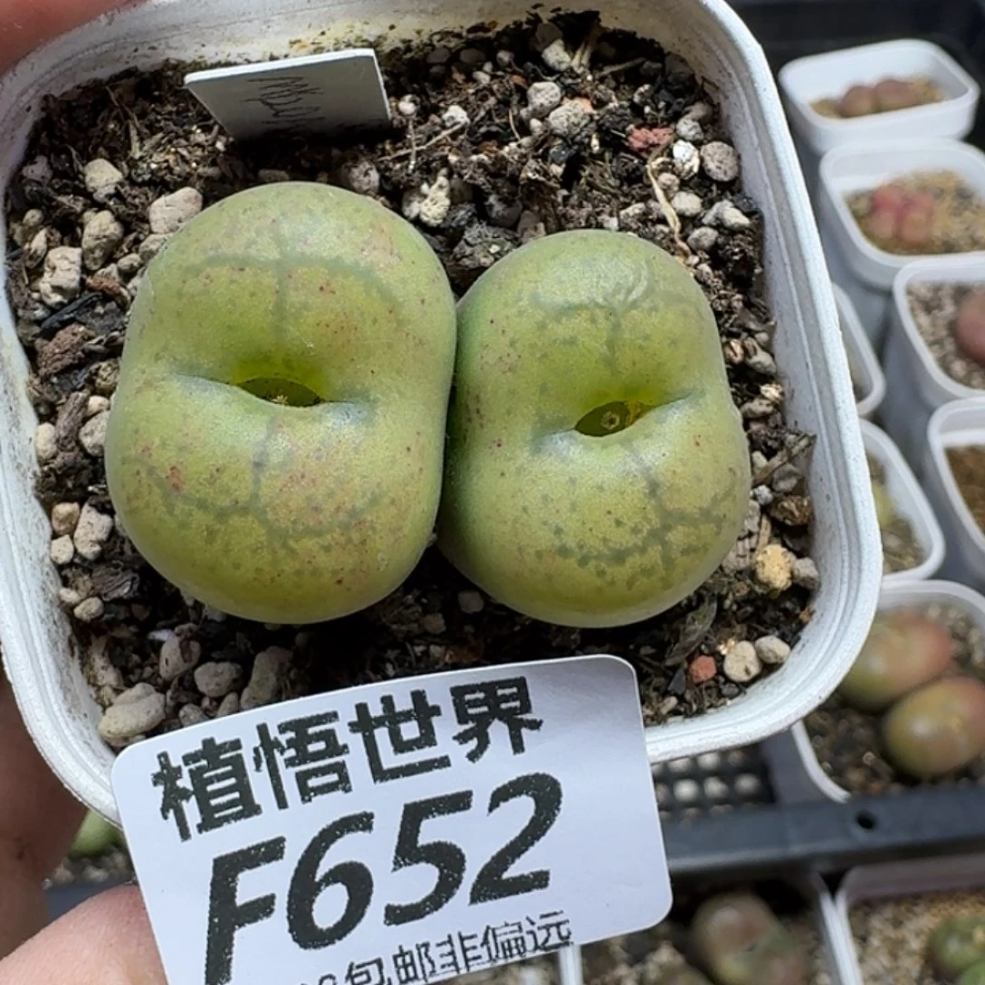 多肉植物的人生fghn