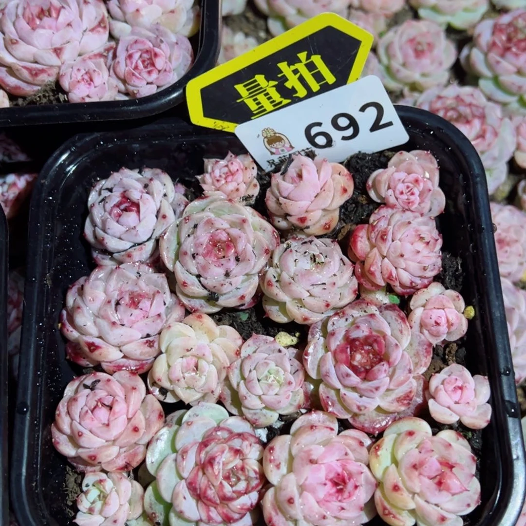 多肉植物多肉植物