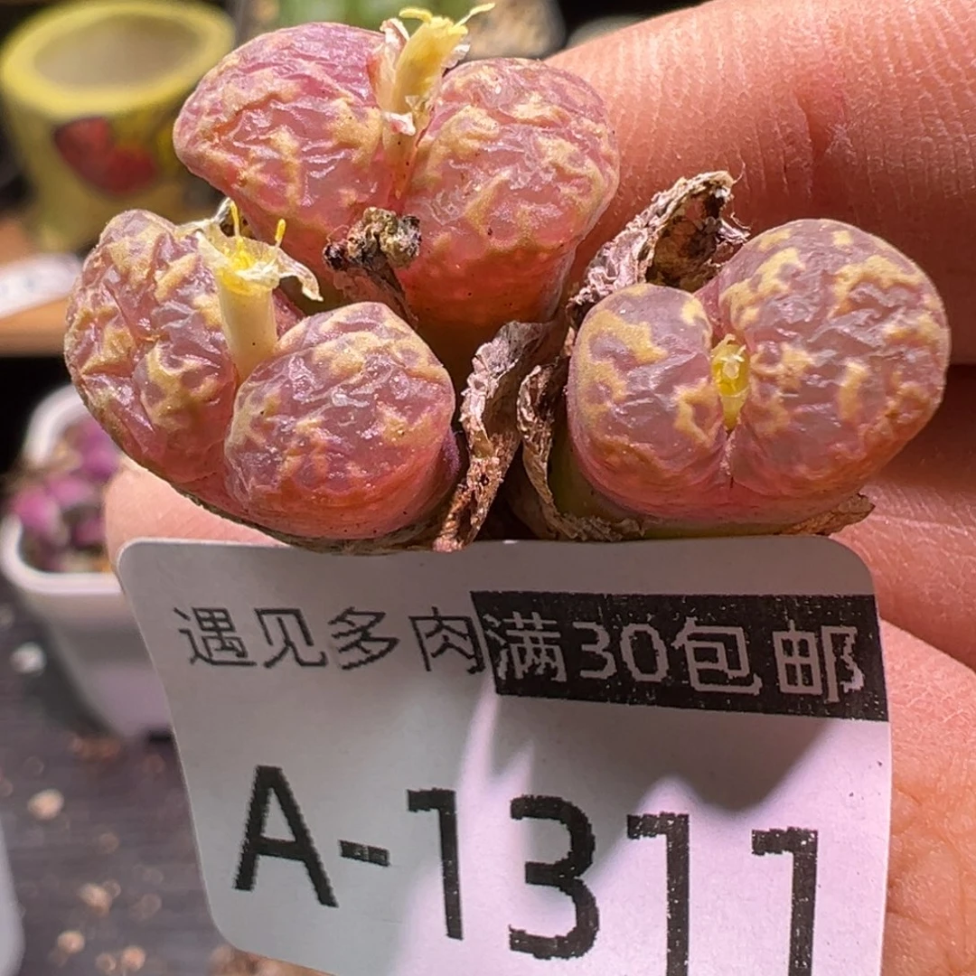 多肉植物1111111111111