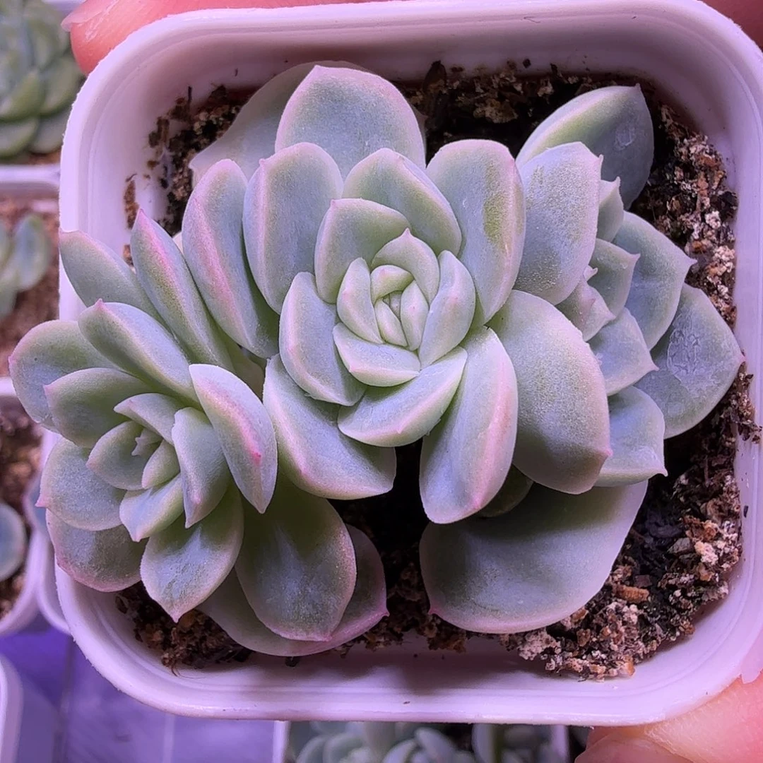苍雪叶插苗一物一拍