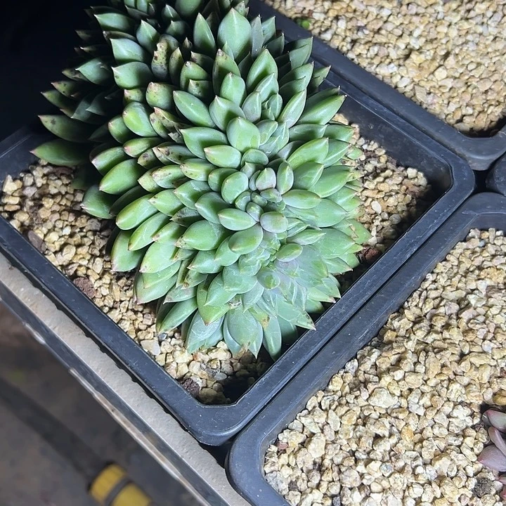 超大红象牙群生缀化