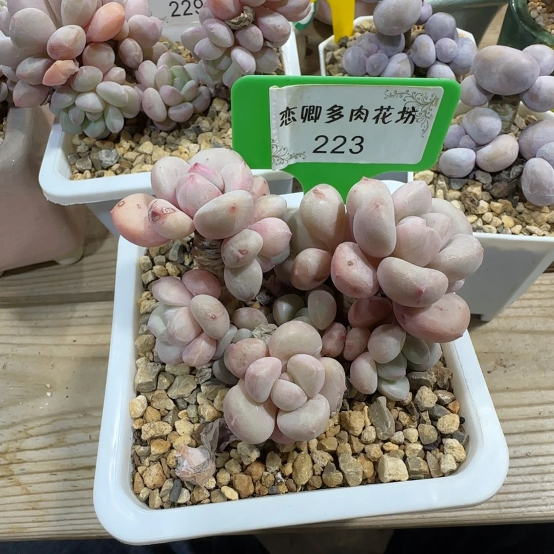 住****妞223玉如意老桩无砍多头