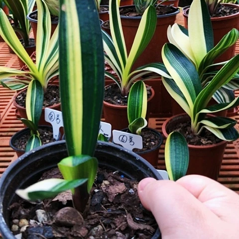 【闪购商品】云****学