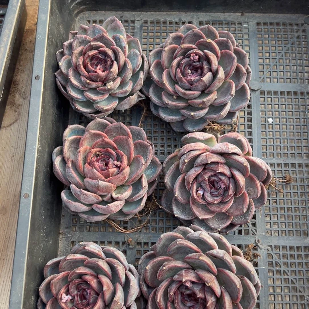 5496量肉肉肉肉肉肉肉