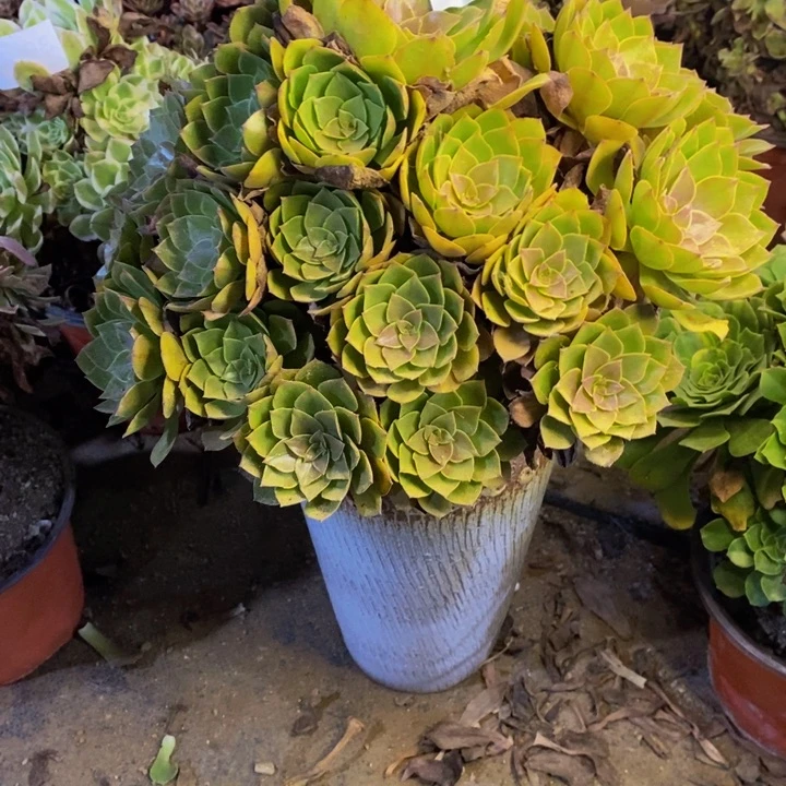 桃花石多肉断头不包 4485