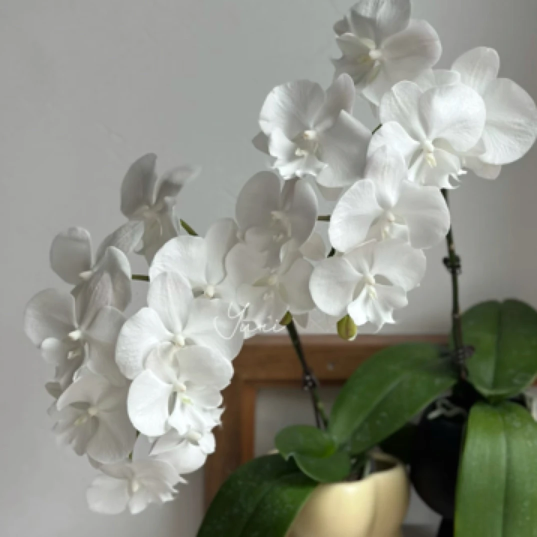 蝴蝶兰【曼塔明多洛】3.5寸杯带花剑，没有开花