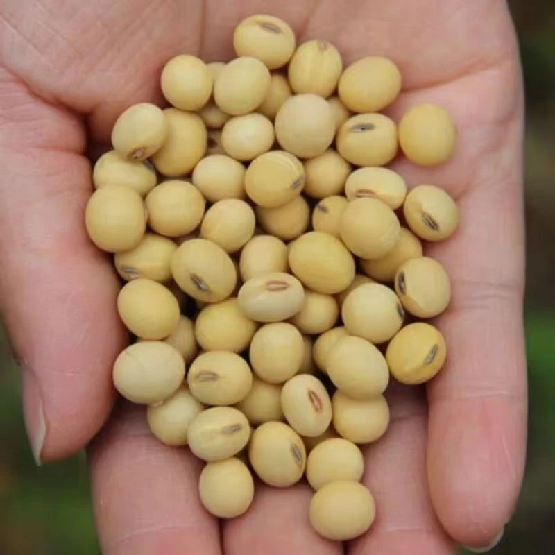【干黄豆 】恩施高山农家干黄豆