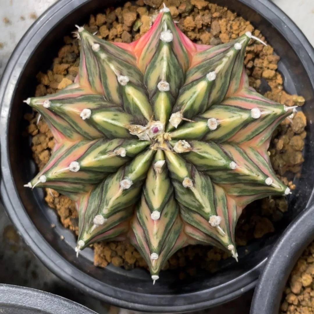 当前无花朵，栽培后可花朵斑马虎斑肋骨锦