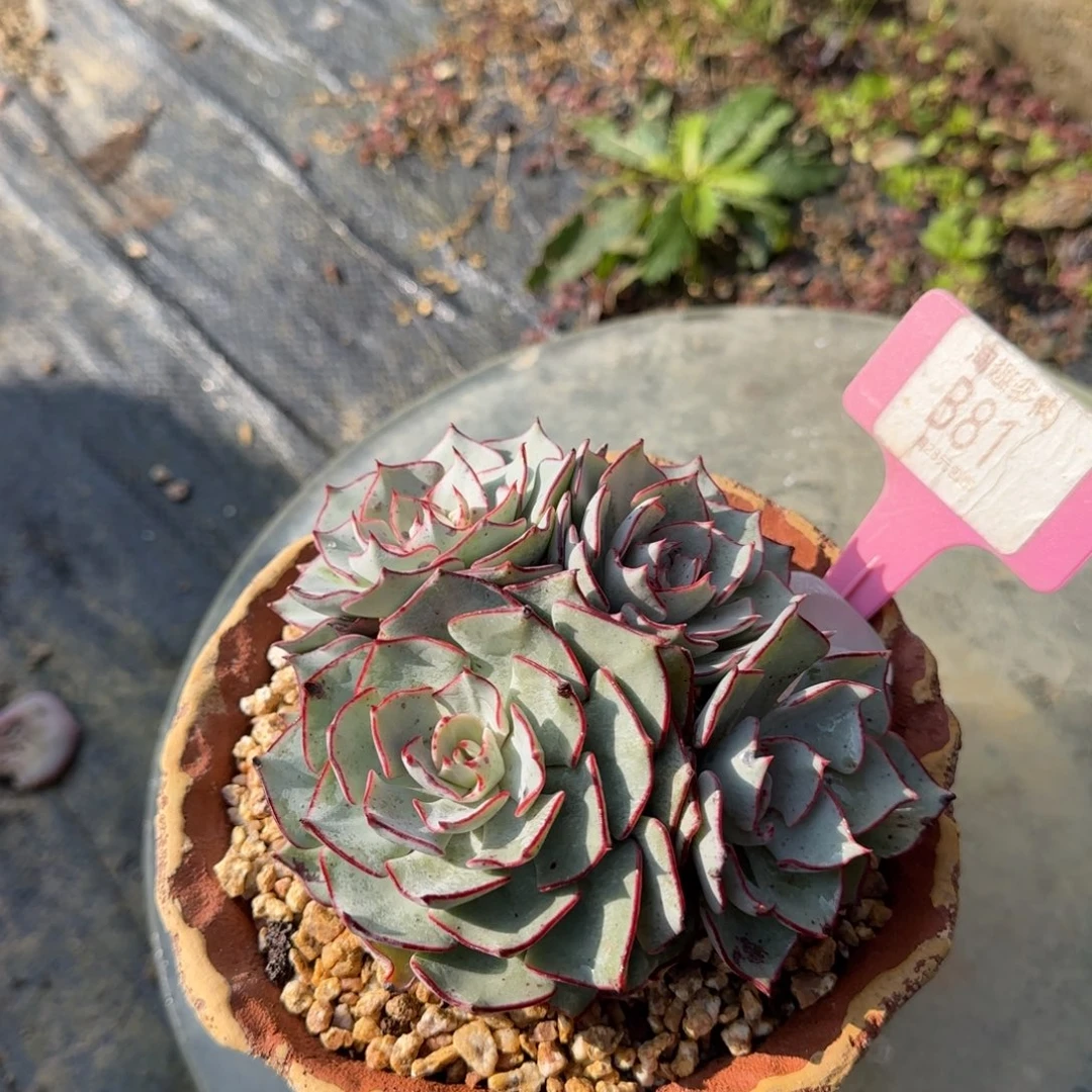 墨***玖多肉植物切丝诺娃哇塞