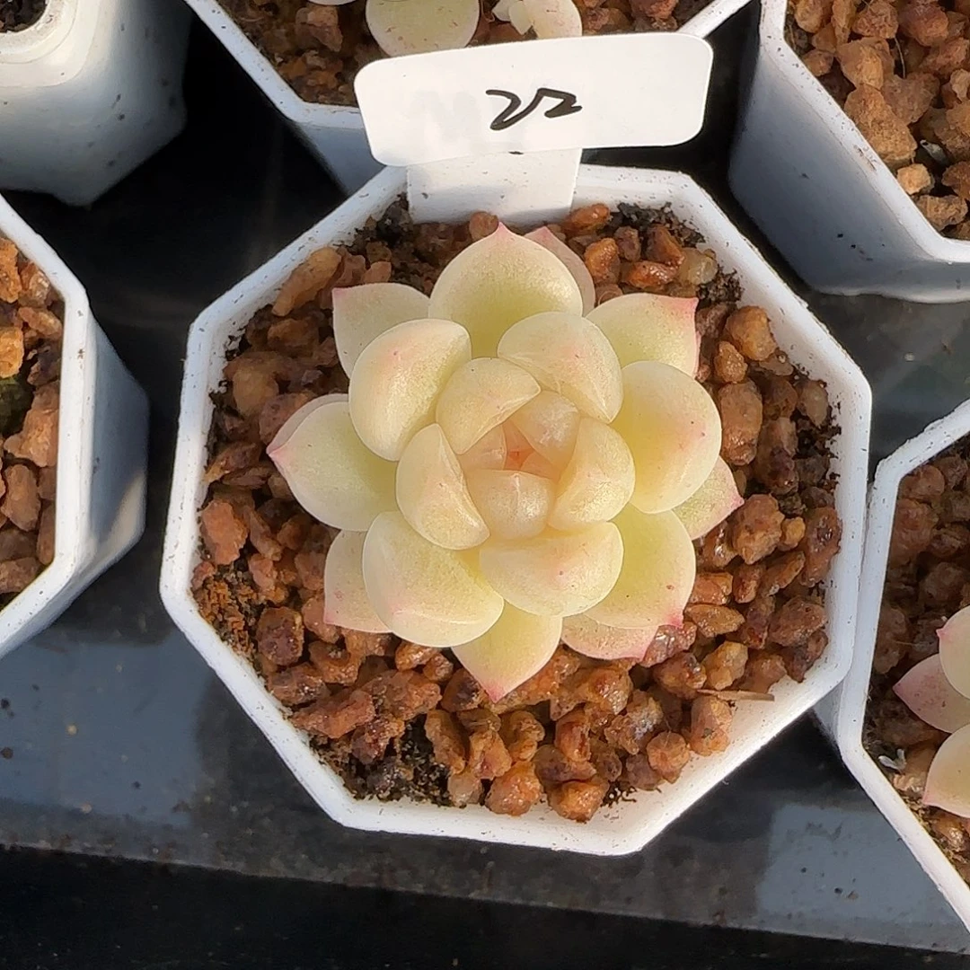 楠***,22开播福利密语财富密码