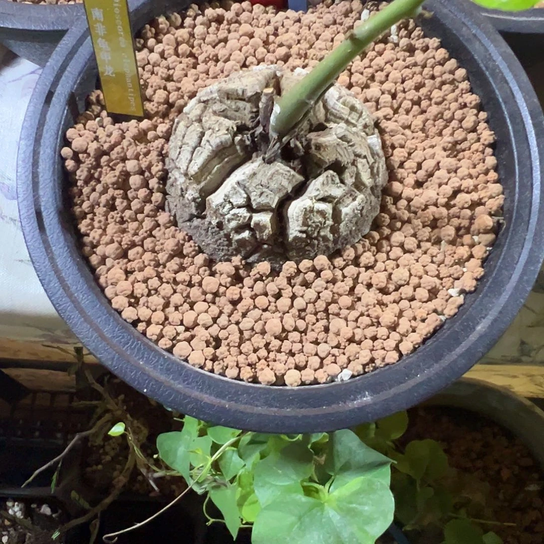 多肉植物专拍 一物一拍 南非龟甲龙88880