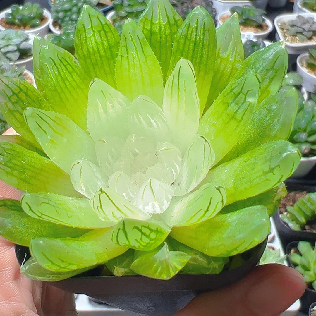 白娘子多肉多肉多肉多肉