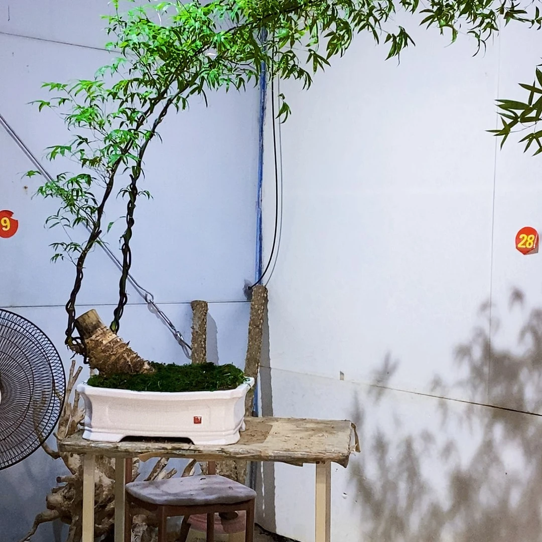 冬***冬无花朵小叶簕竹一物一拍