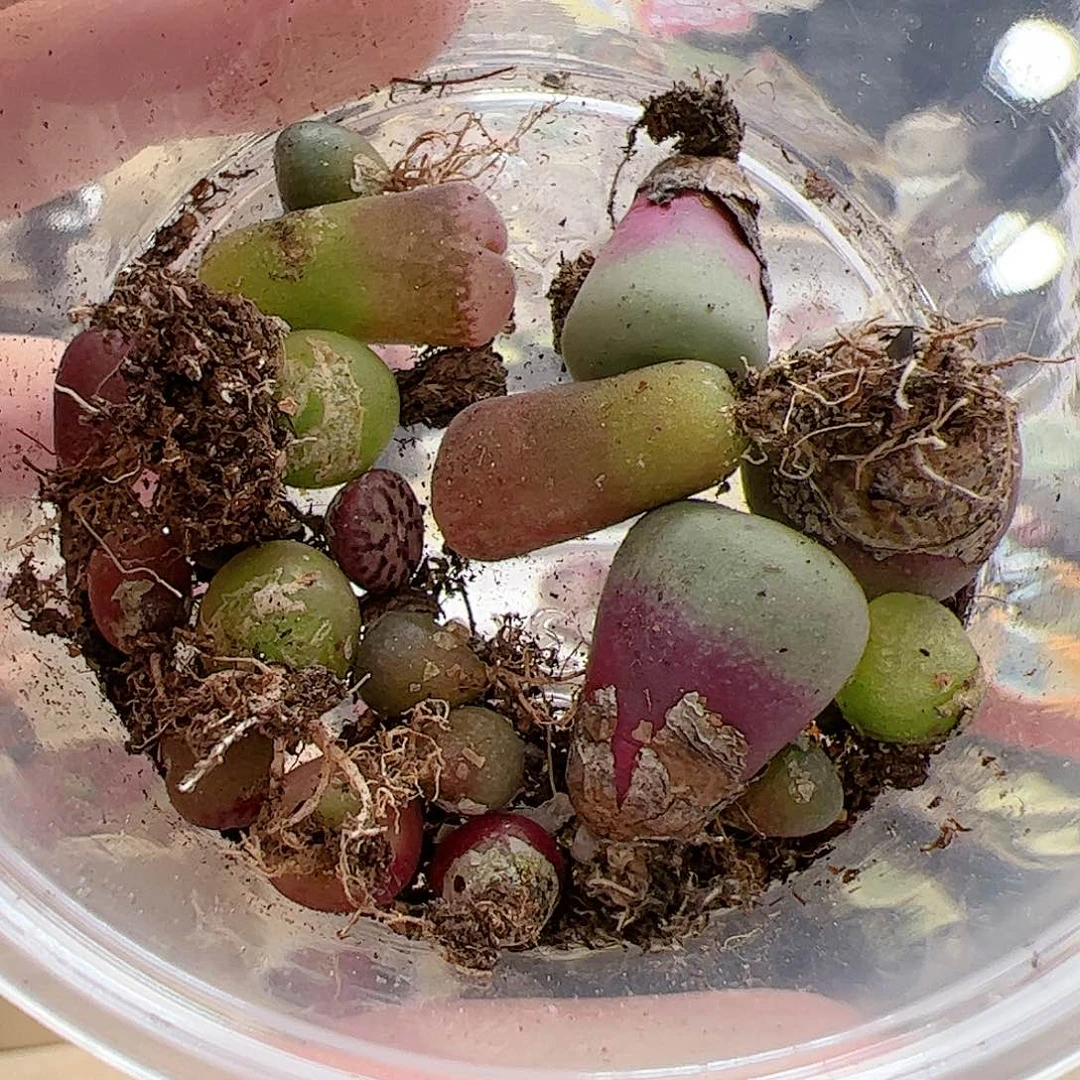 【闪购商品】335 福利