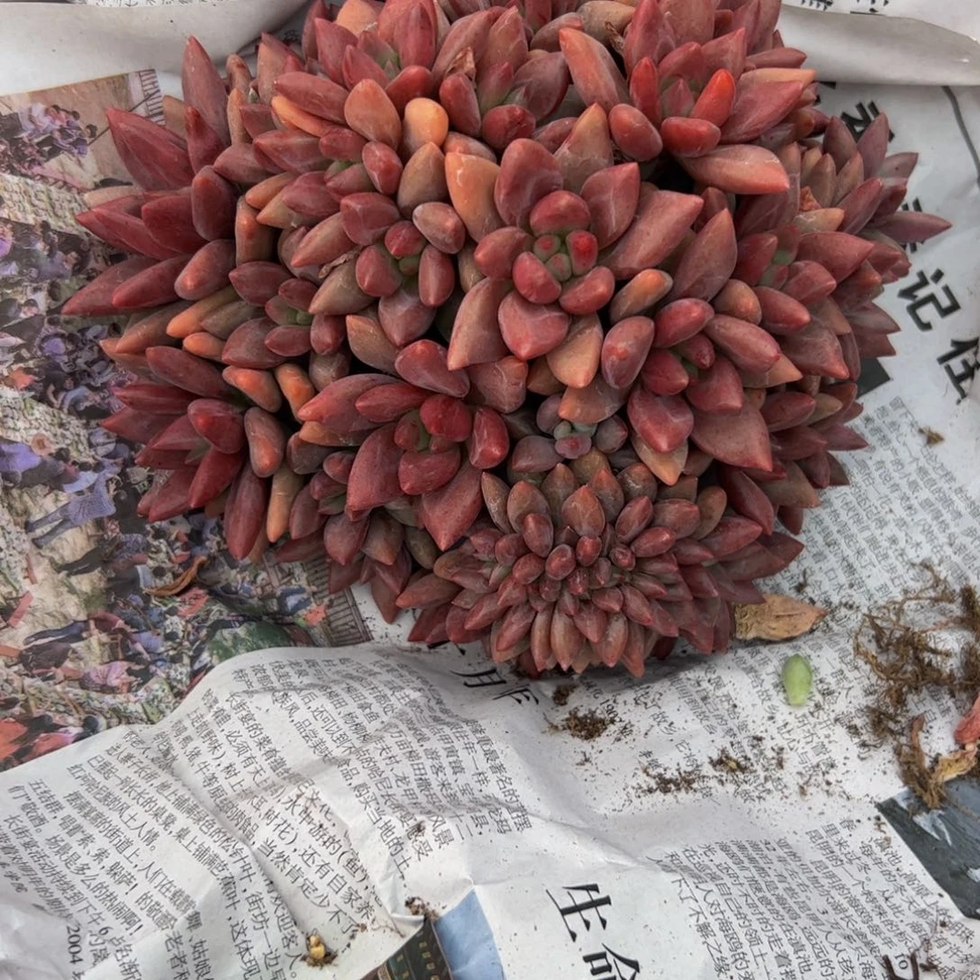 ****l桃花源缀化多肉植物